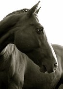 Fotograf Cornelius valack häst B&W profil