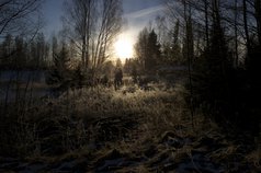 Fotograf vinter frost i gräs träd