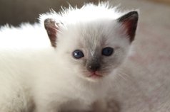 Fotograf vit kattunge blå ögon