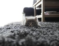 Fotograf hårig katt på grå matta